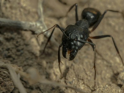 Black garden ant