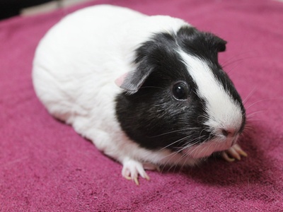 Black Guinea Pig (domestic)