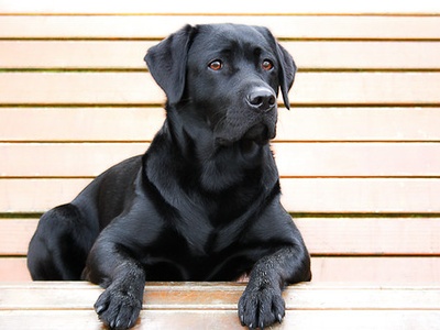Black Labrador Retriever