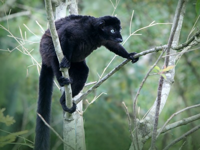 Black Lemur
