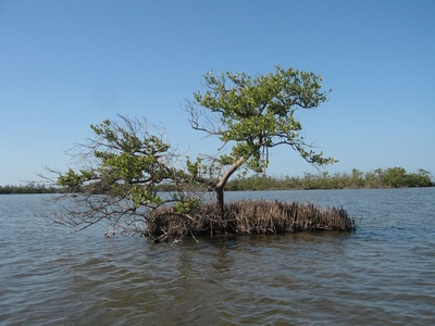 Black mangrove