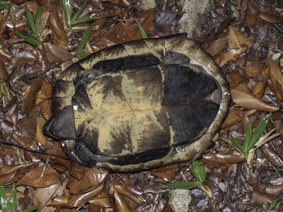 Black marsh turtle