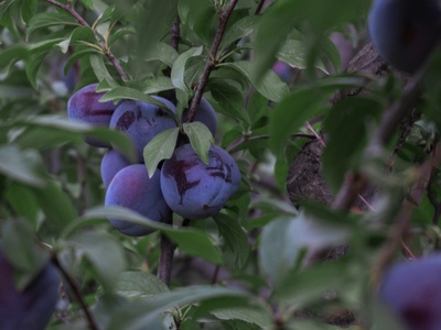 Black plum