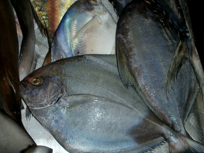 Black pomfret