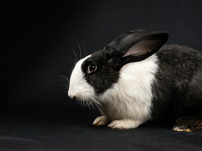 Black Rabbit (domestic)