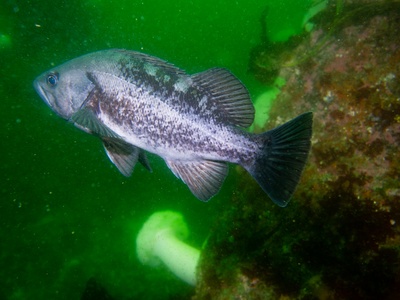 Black rockfish
