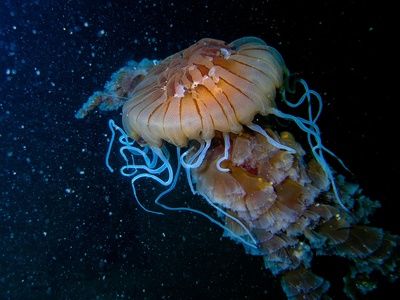 Black Sea jellyfish (Pelagia)