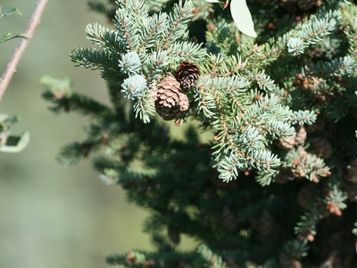 Black spruce