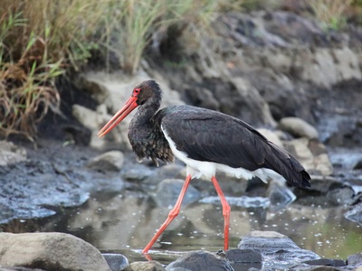 Black stork