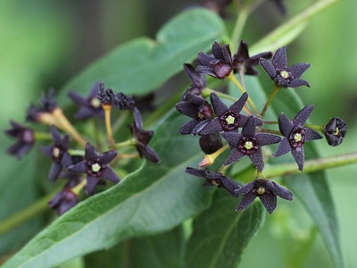 Black swallow-wort