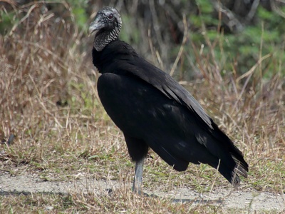 Black Vulture