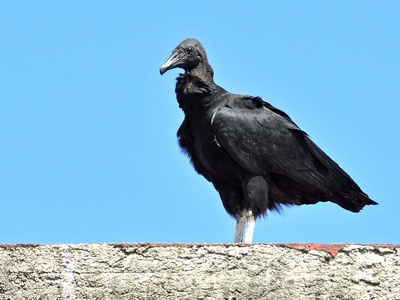 Black Vulture