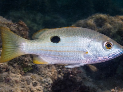 Blackspot snapper
