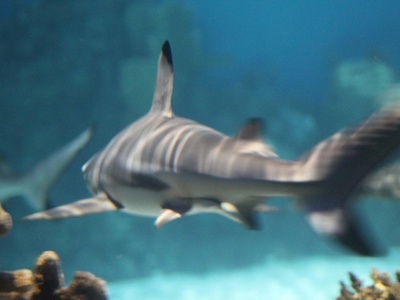 Blacktip reef shark