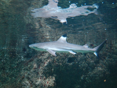 Blacktip reef shark