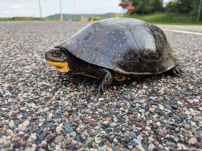 Blanding's turtle