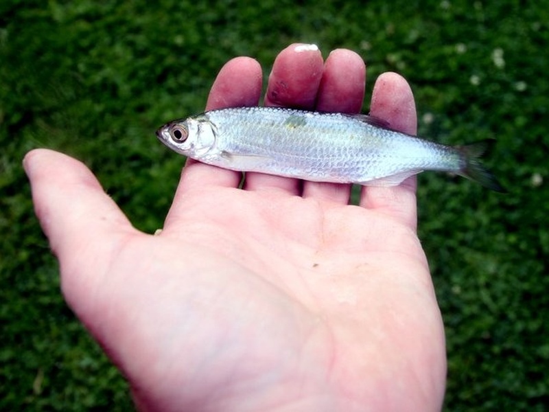 Fish of Switzerland: The Complete List - Flora Fauna Fun