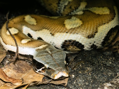 Blood python
