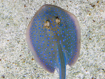 Blue-spotted stingray