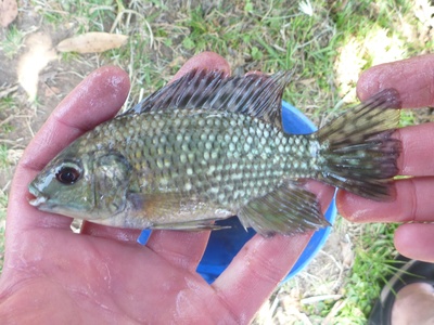 Blue-spotted tilapia