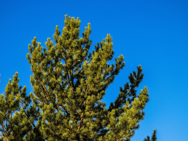 List of Blue Trees - Flora Fauna Fun