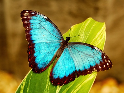Blue morpho