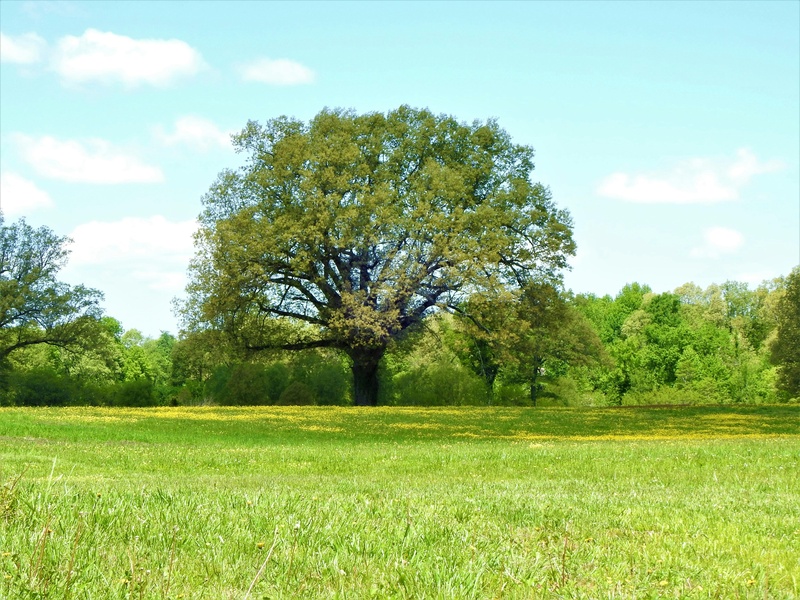 List of Blue Trees - Flora Fauna Fun