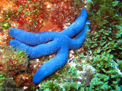 Blue sea star