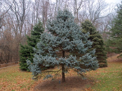 Blue Spruce 'Hoopsii'