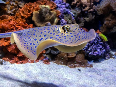 Bluespotted ribbontail ray