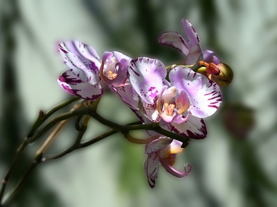 Blunt-leaved rein-orchid