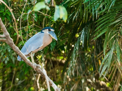 Boat-billed Heron