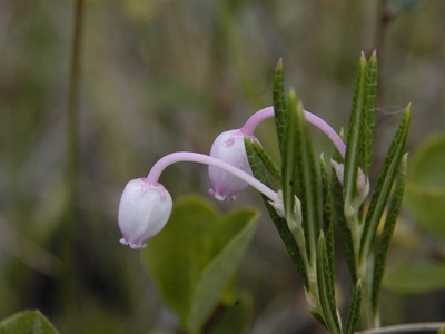 Bog laurel