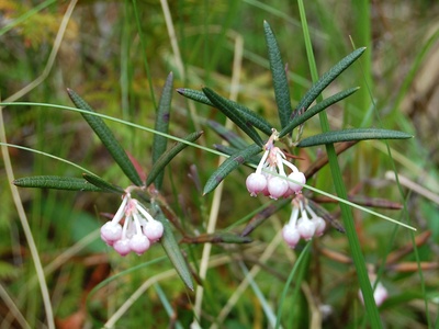 Bog rosemary