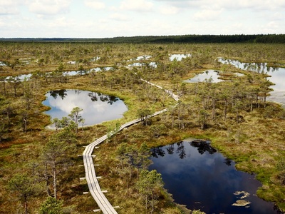 Bog rosemary (wetland)