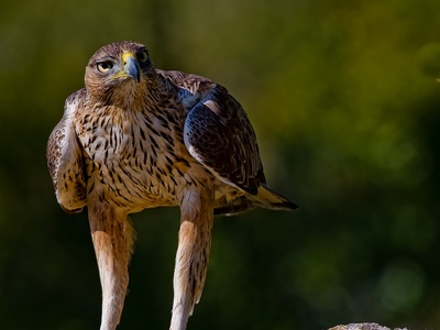 Bonelli's Eagle