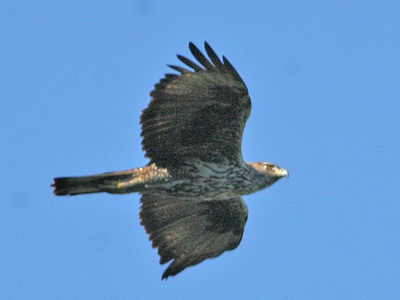 Bonelli’s eagle