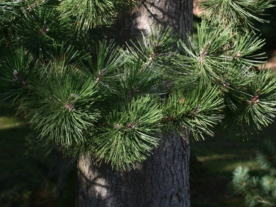 Bosnian pine