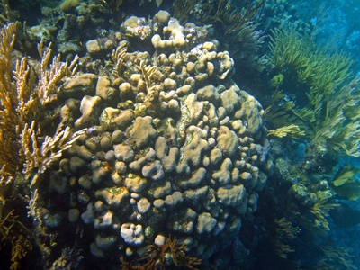 Boulder star coral