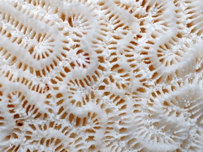 Brain coral