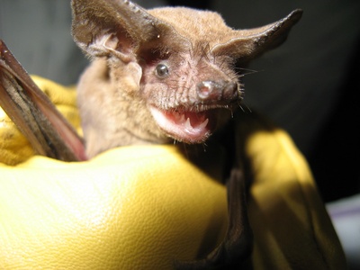 Brazilian free-tailed bat