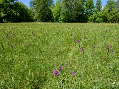 Broad-leaved marsh orchid