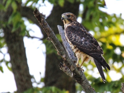 Broad-winged Hawk
