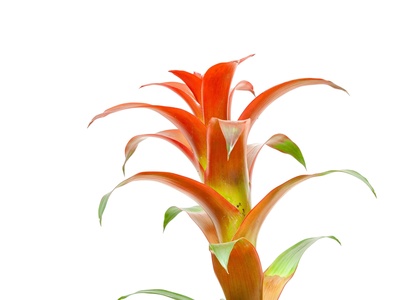 Bromeliad (Guzmania)