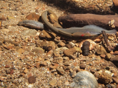 Brook lamprey
