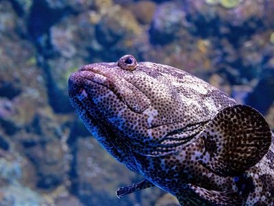 Brown-marbled grouper