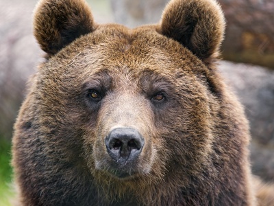 Brown bear