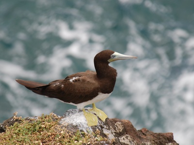 Brown booby