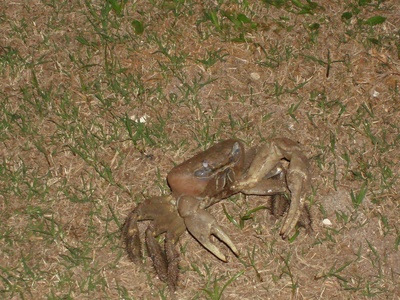 Brown crab