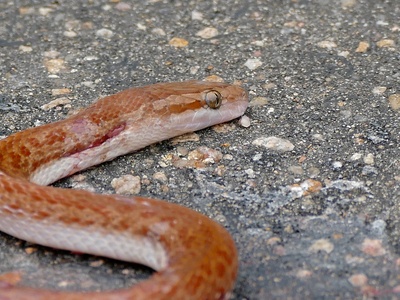 Brown house snake